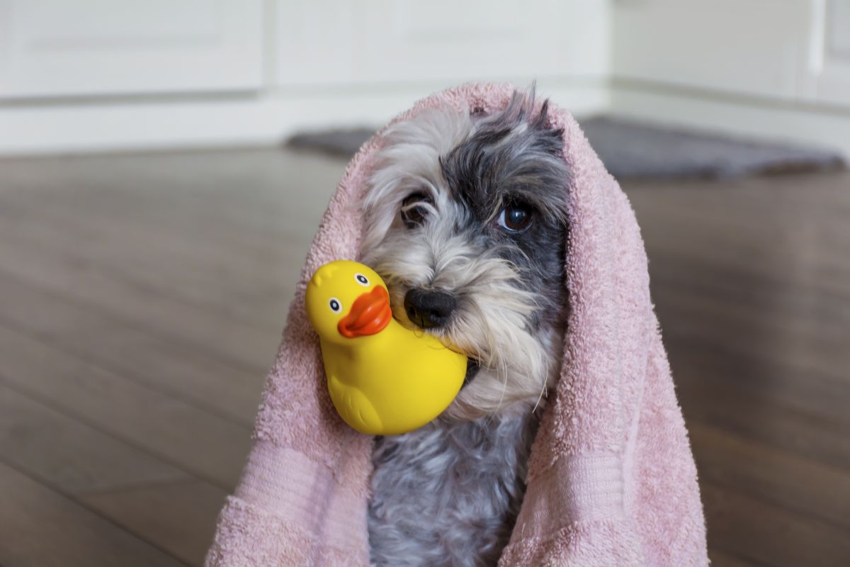Make the Perfect Pet Hamper